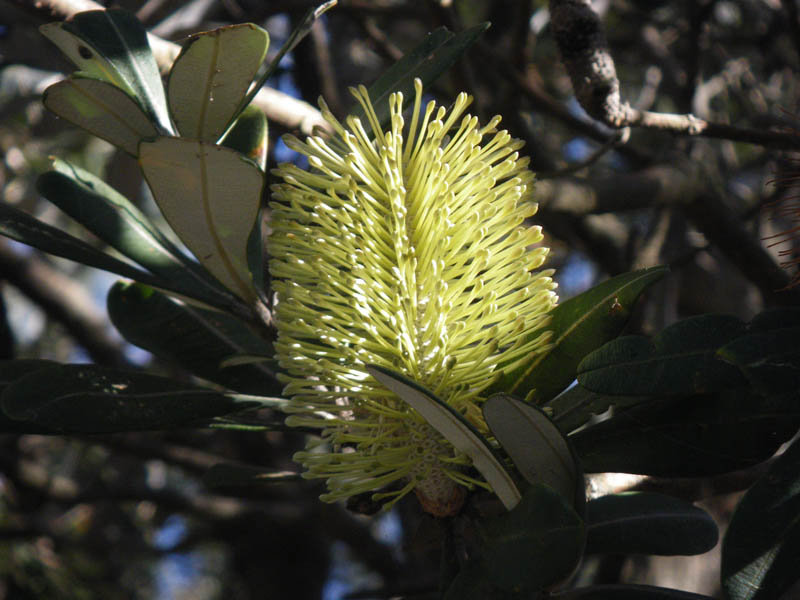 Banksia Integrifolia - coastal banksia