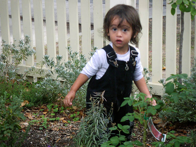 Ace in the garden, April, 2010