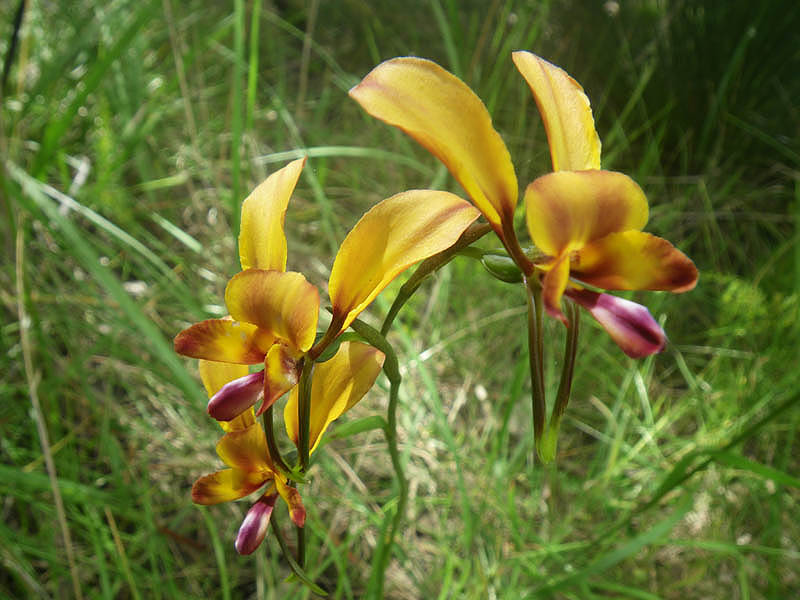 Wild orchid , Dunsborough