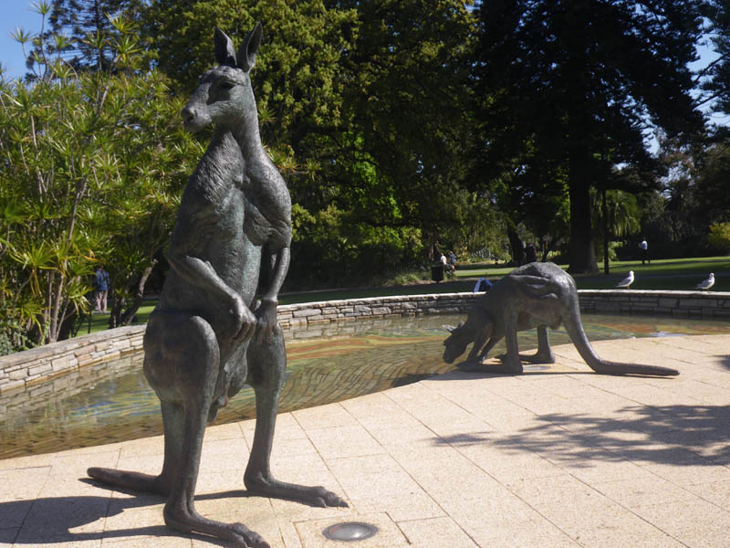 Perth Roos