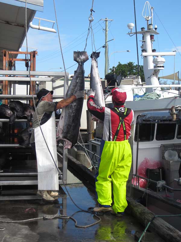 Unloading tuna, Mooloolaba