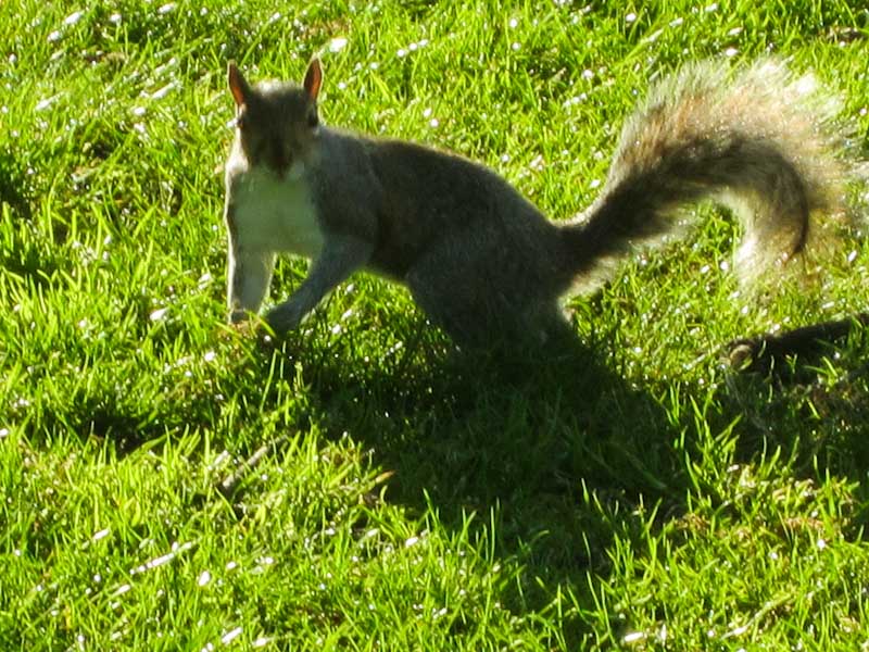 Seen in Kensington Gardens