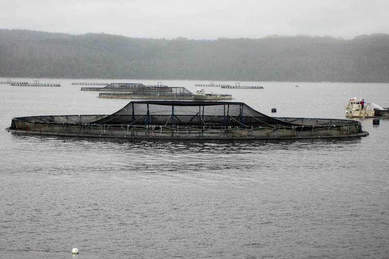 Fish farms, aquaculture in Macquarie Harbour