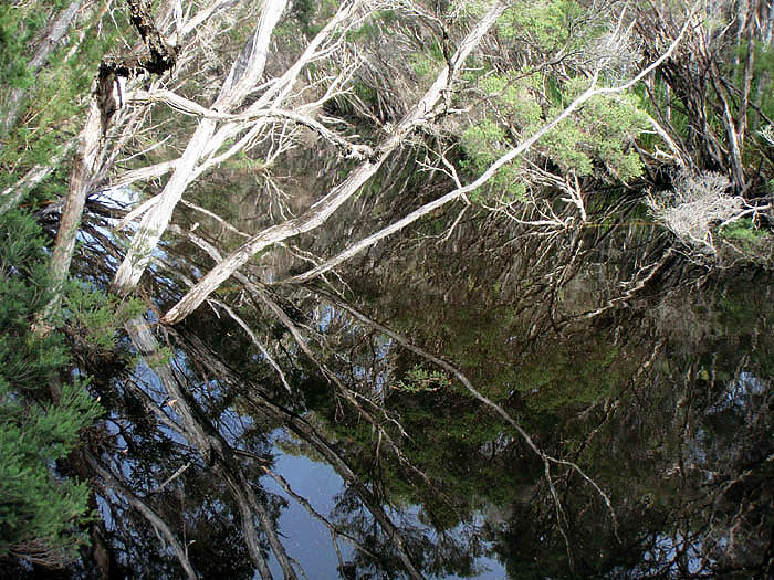 Reflections on Blackfish Creek
