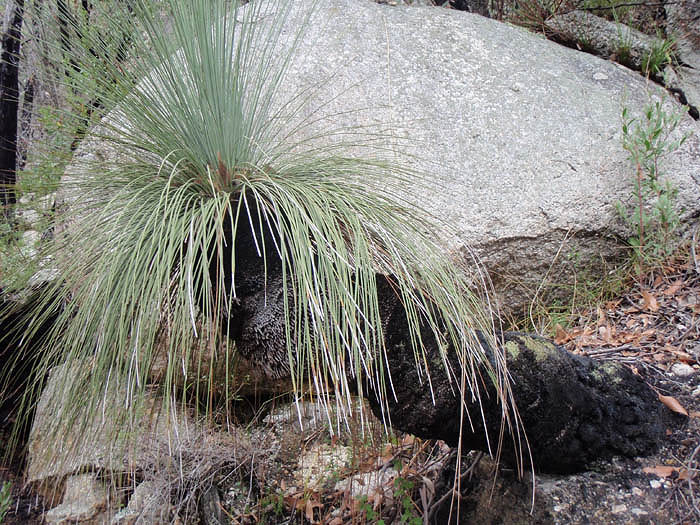 Grass tree, Sealers Cove Track