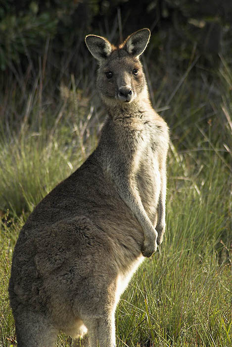 Eastern grey kangaroo [PG]