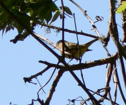 Yellow-green Vireo