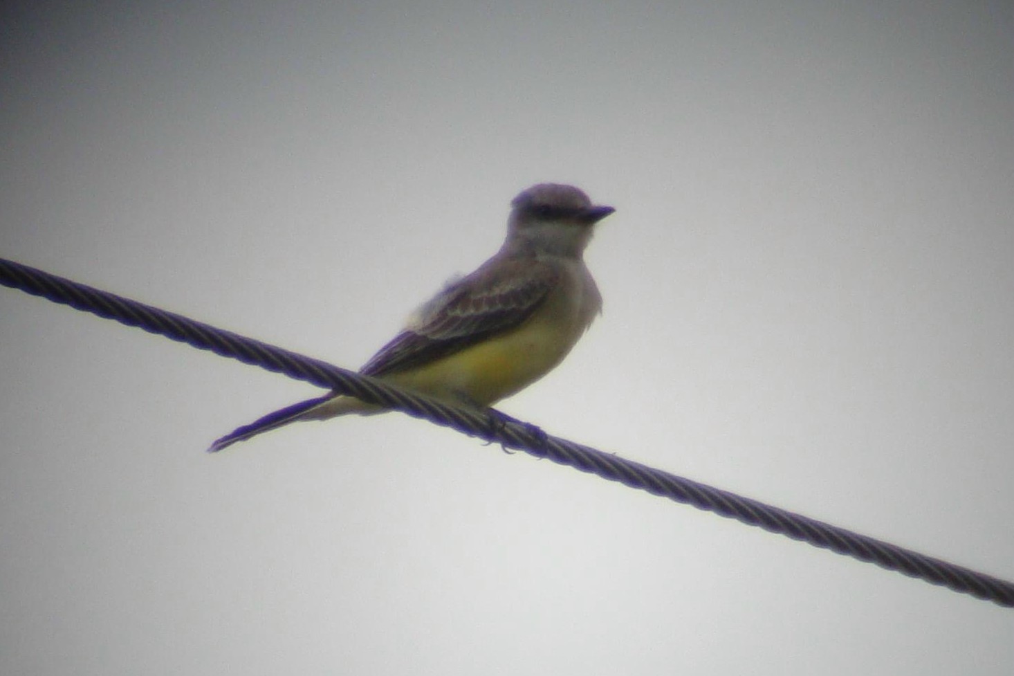 Western Kingbird