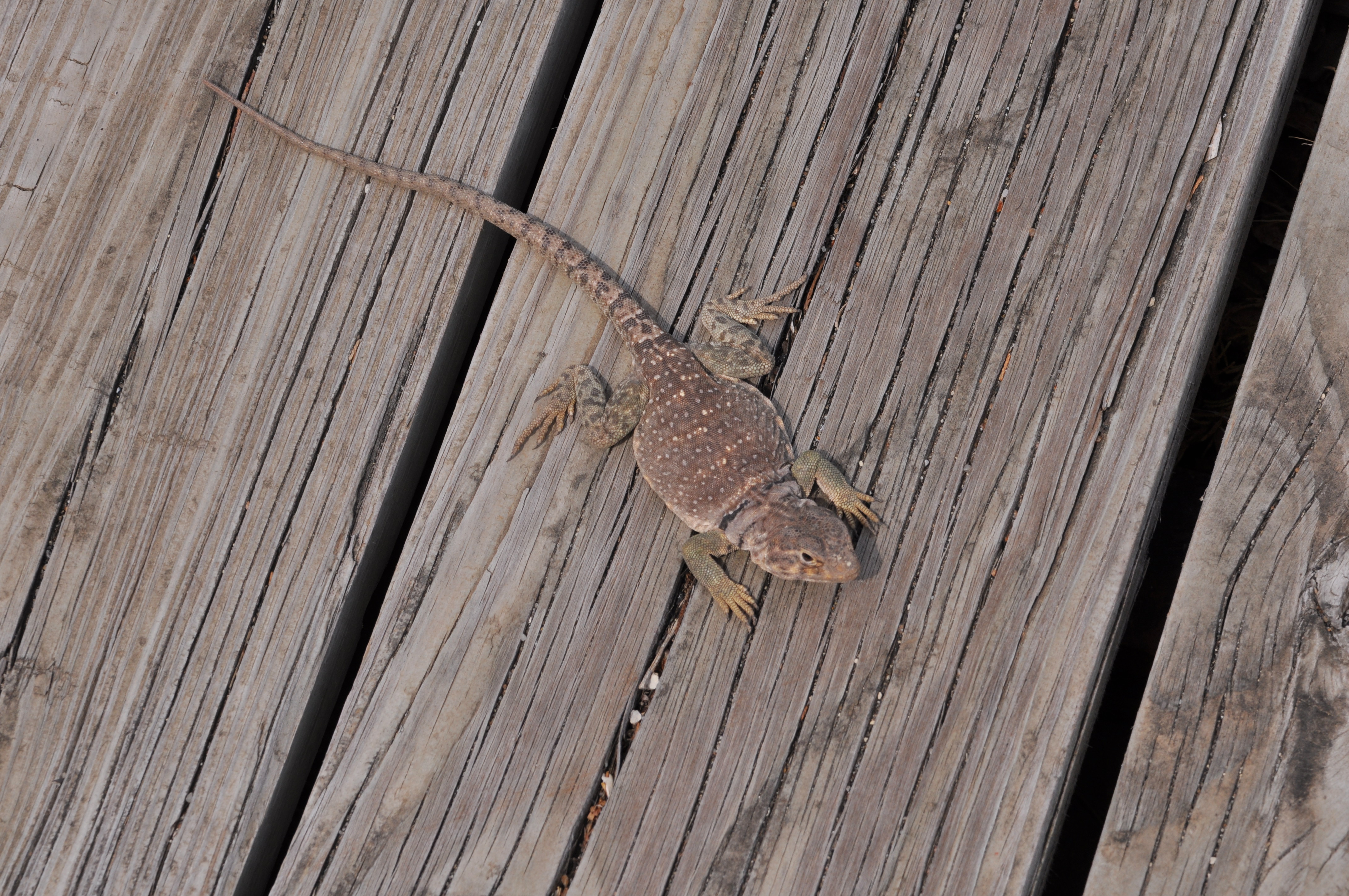 Collared Lizard