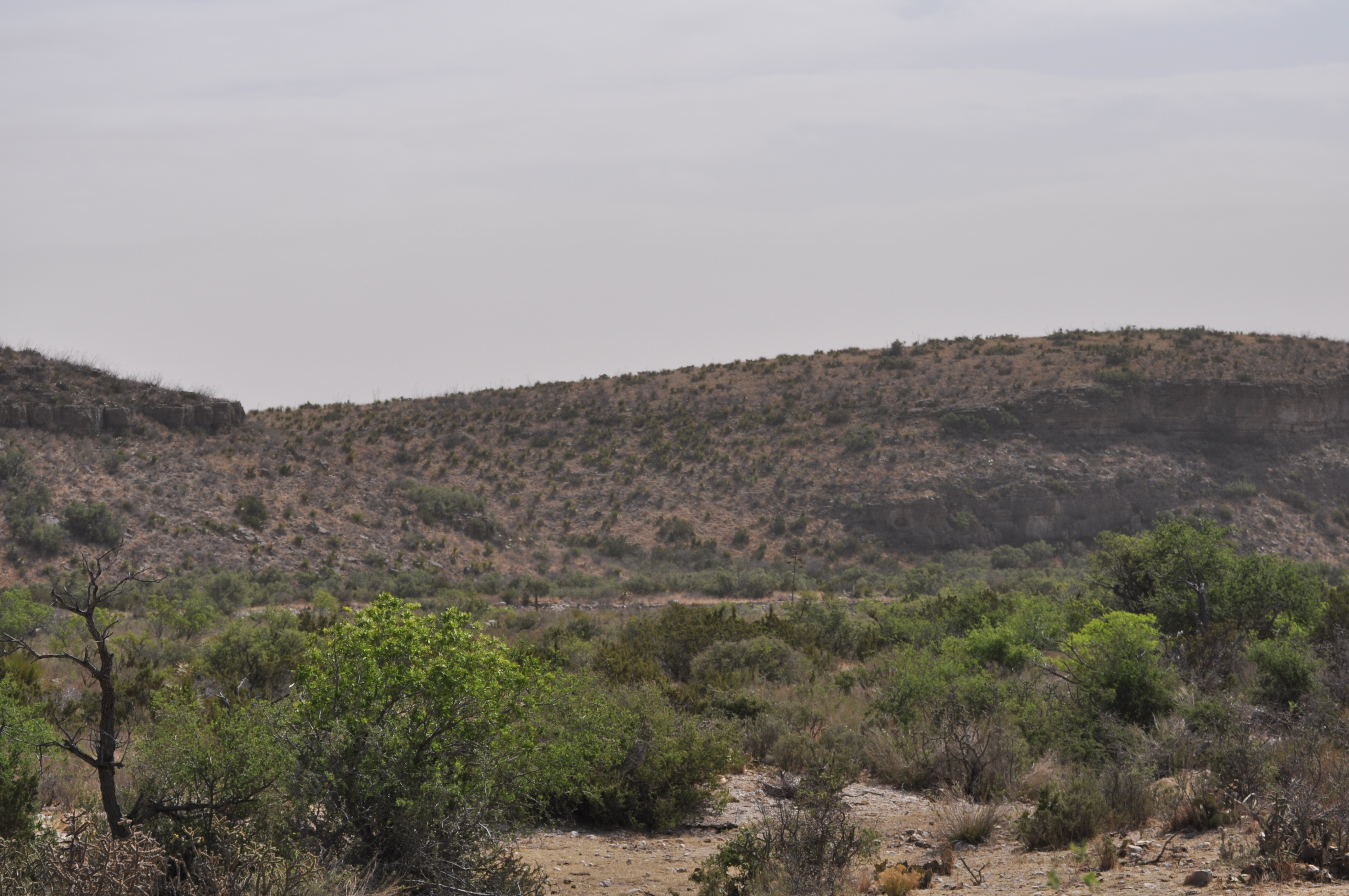 Gray Vireo habitat