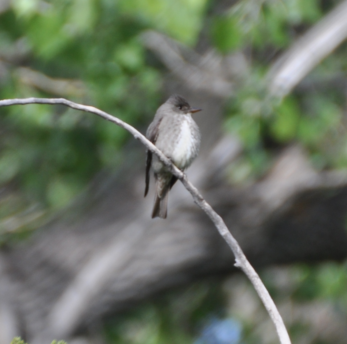 Olive-sided Flycatcher