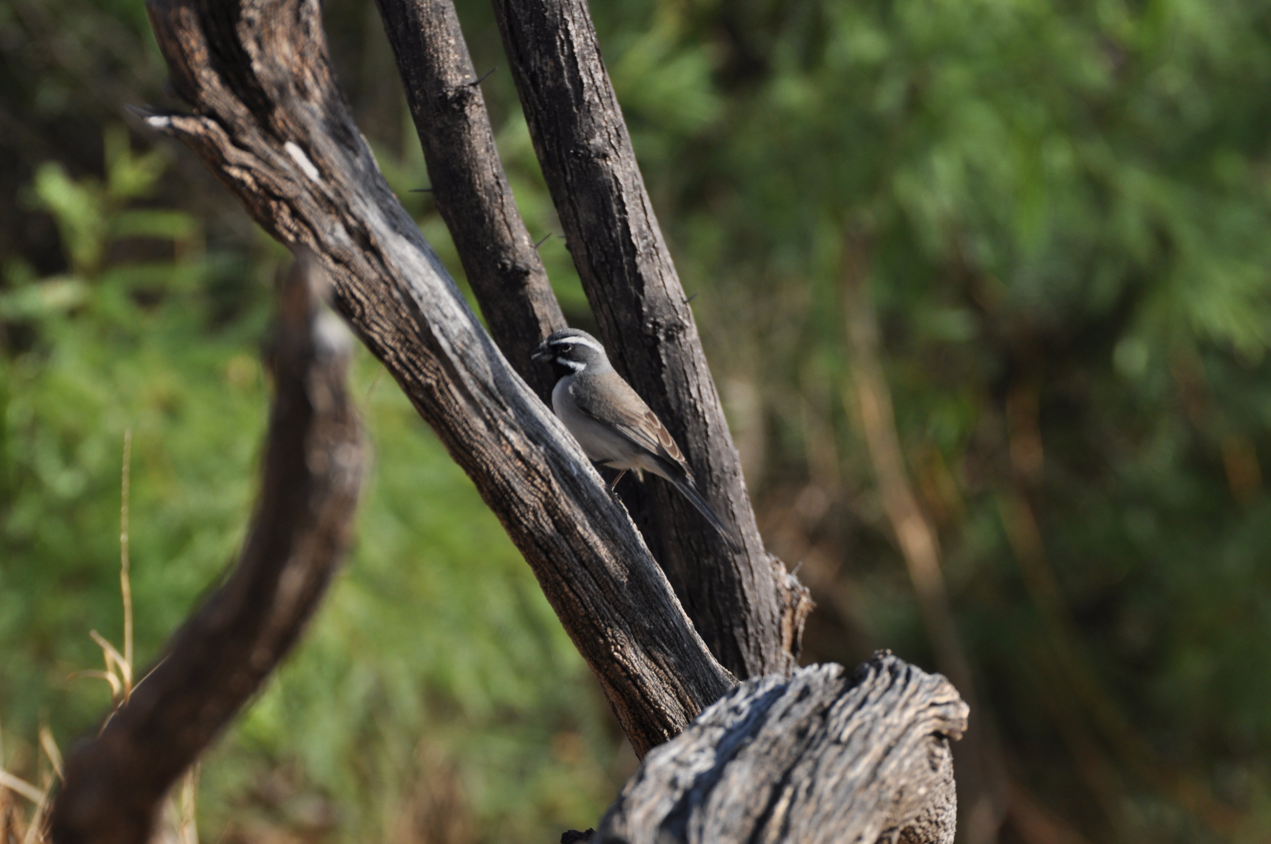 Black-throated Sparrow