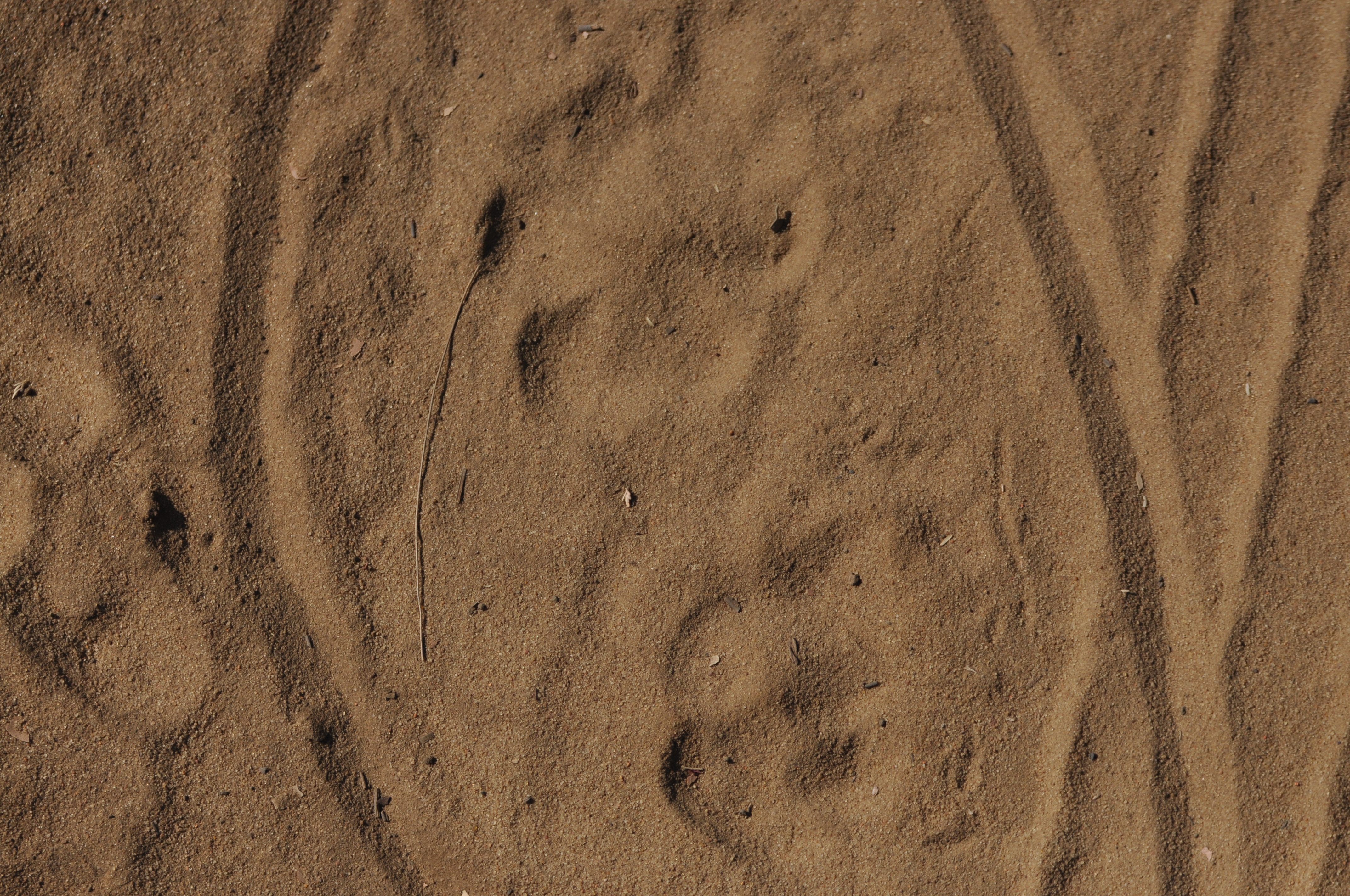 Leopard tracks