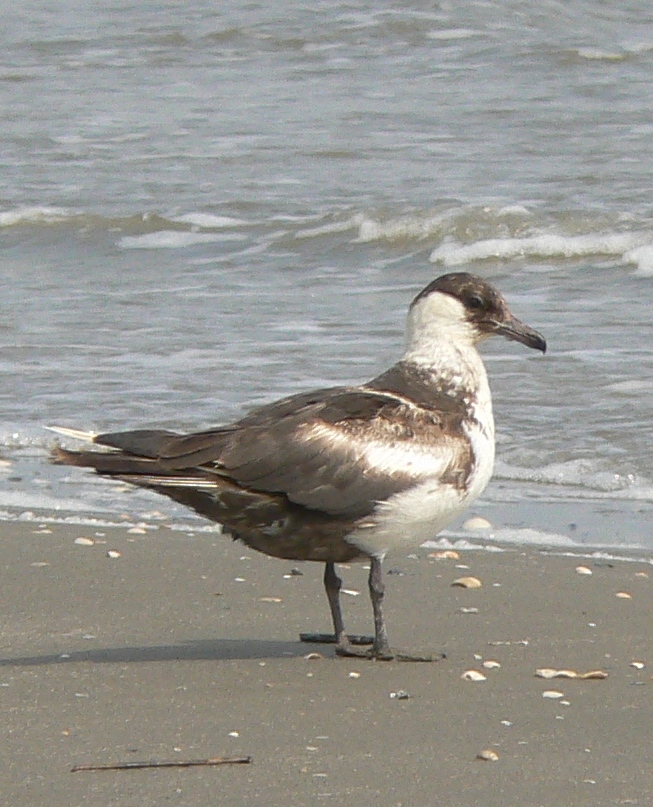 Pomarine Jaeger