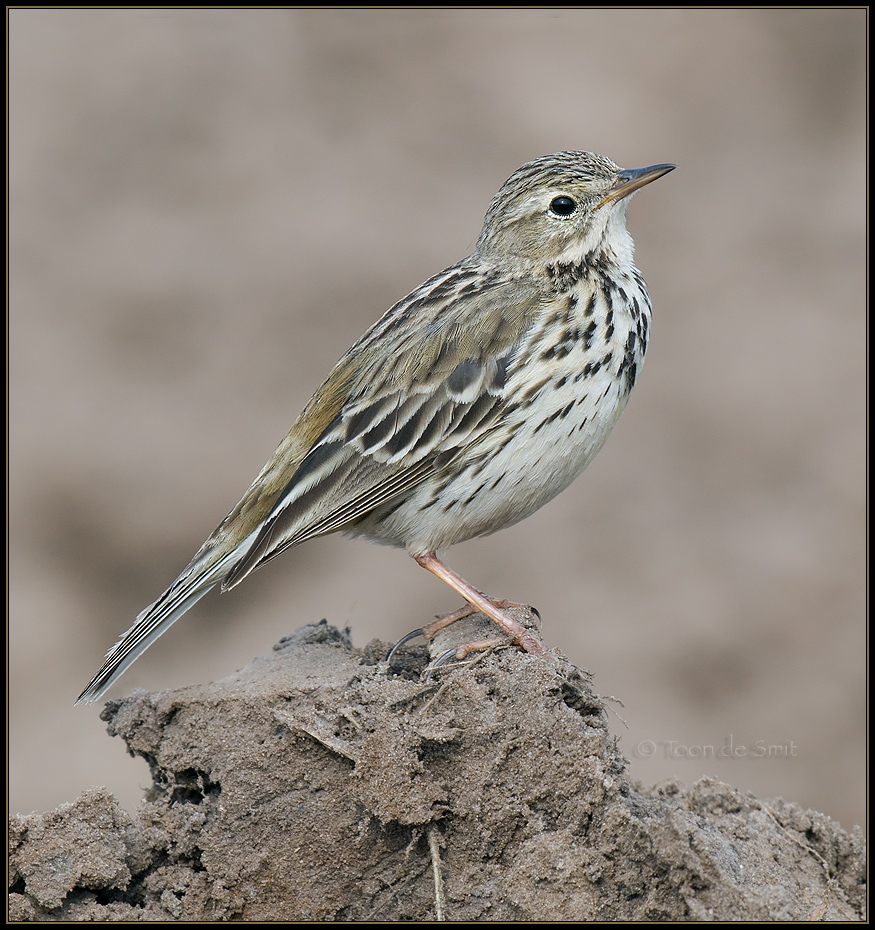 Meadow Pipit / Graspieper