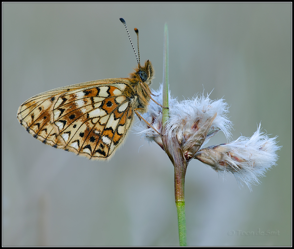 Silver-bordered Fritillary / Zilveren Maan