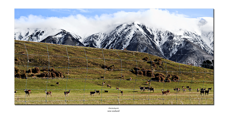 nz 6