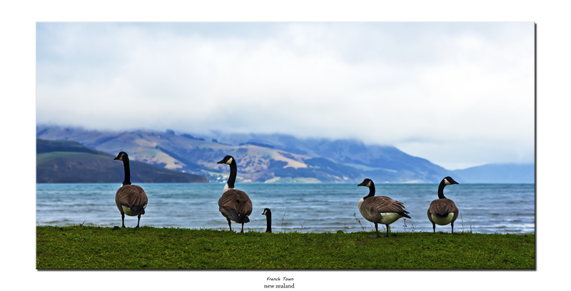 nz 8