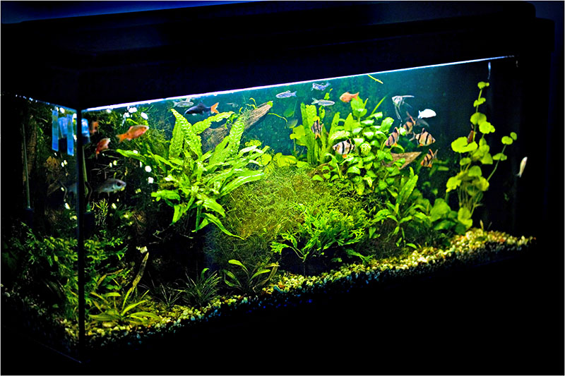 aqua-new setup - update