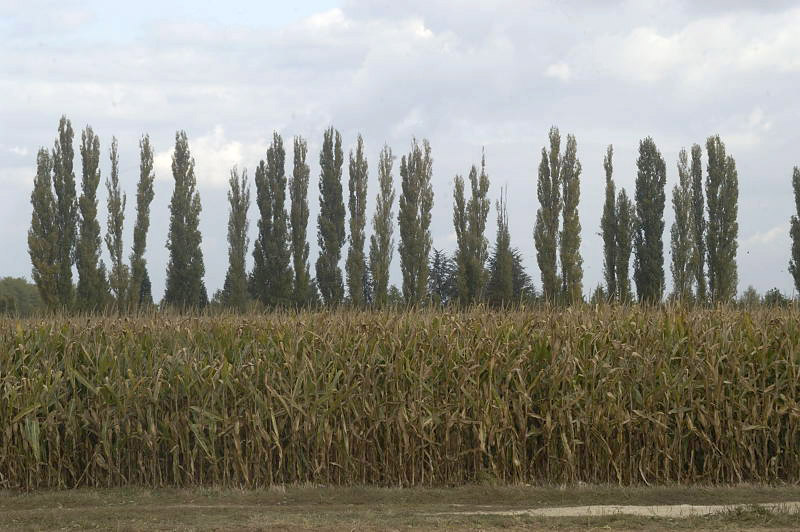 11498_DSC.JPG