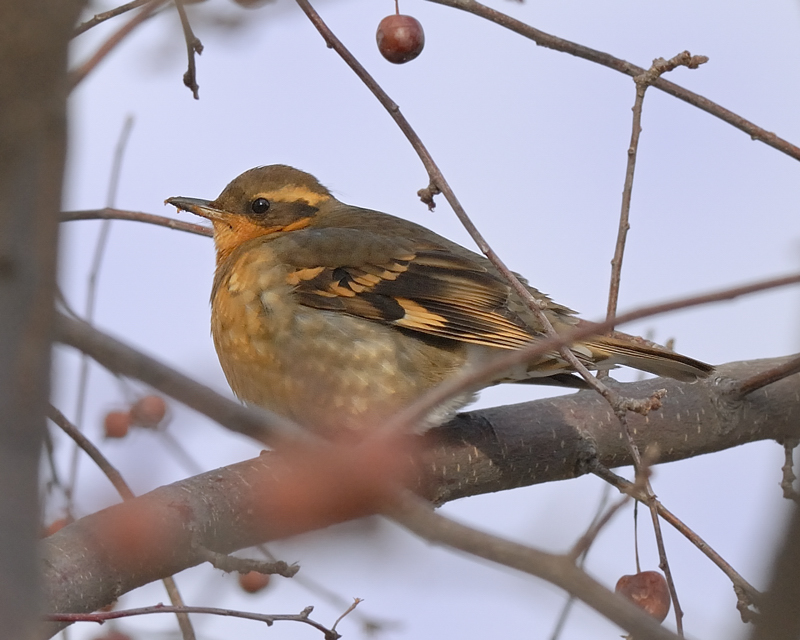 Varied Thrush female