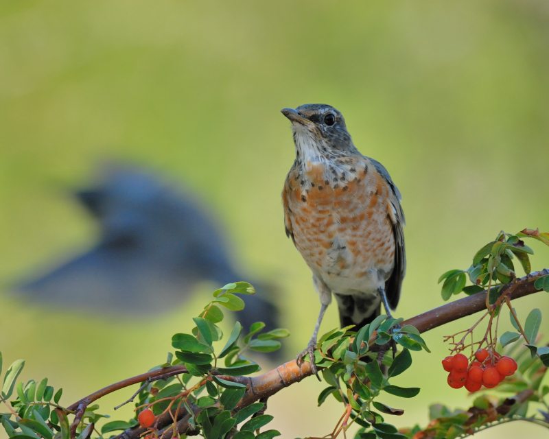 American Robin midway to adult plumage