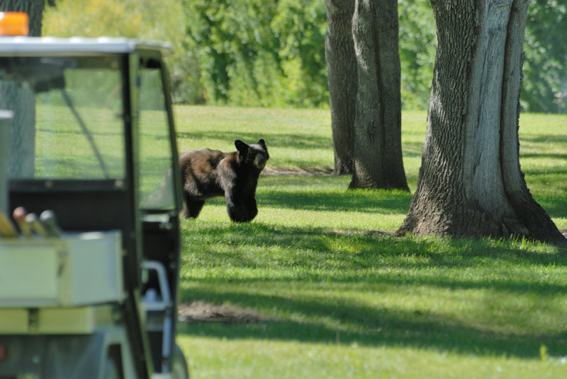 Black Bear