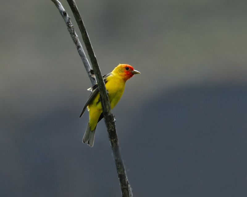 Western Tanager