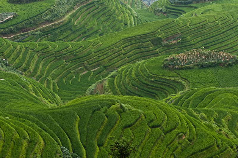 Long Ji Rice Terraces (Pingan)