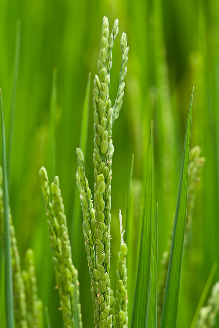 Rice
