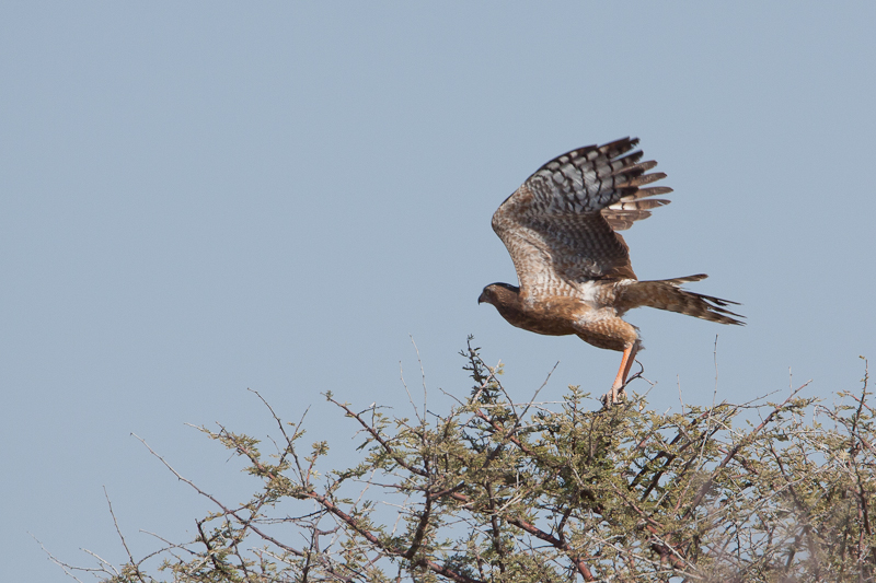 Southern Pale Chanting Goshawk - juvenile
