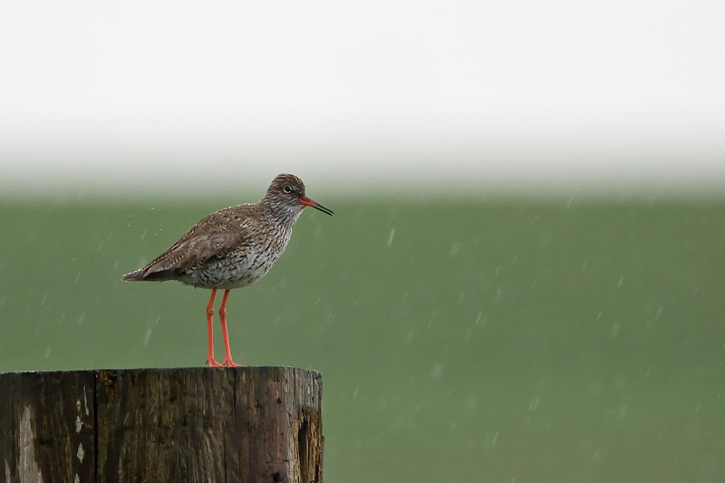 Tureluur - Redshank - Tringa totanus