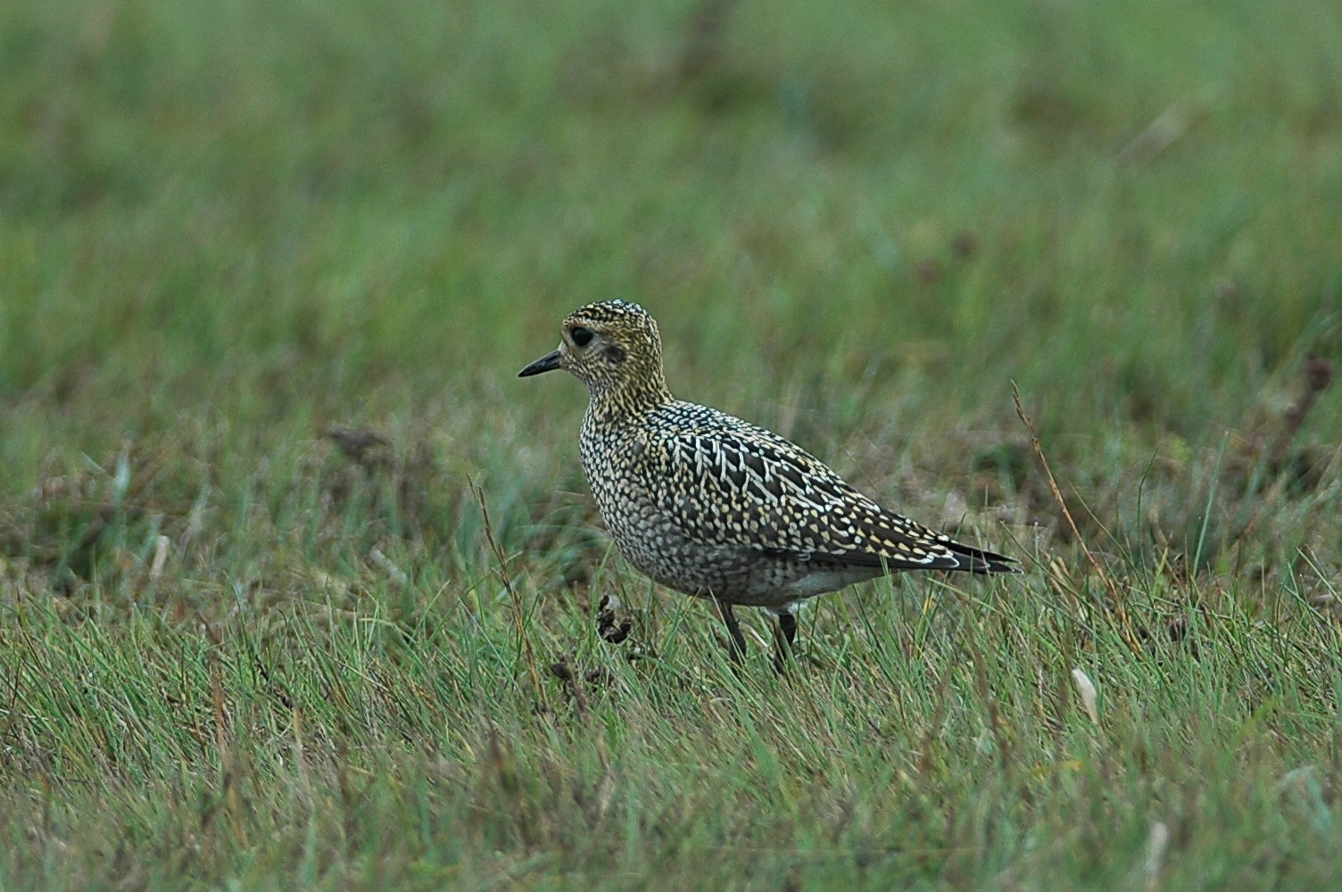 goudplevier - golden plover