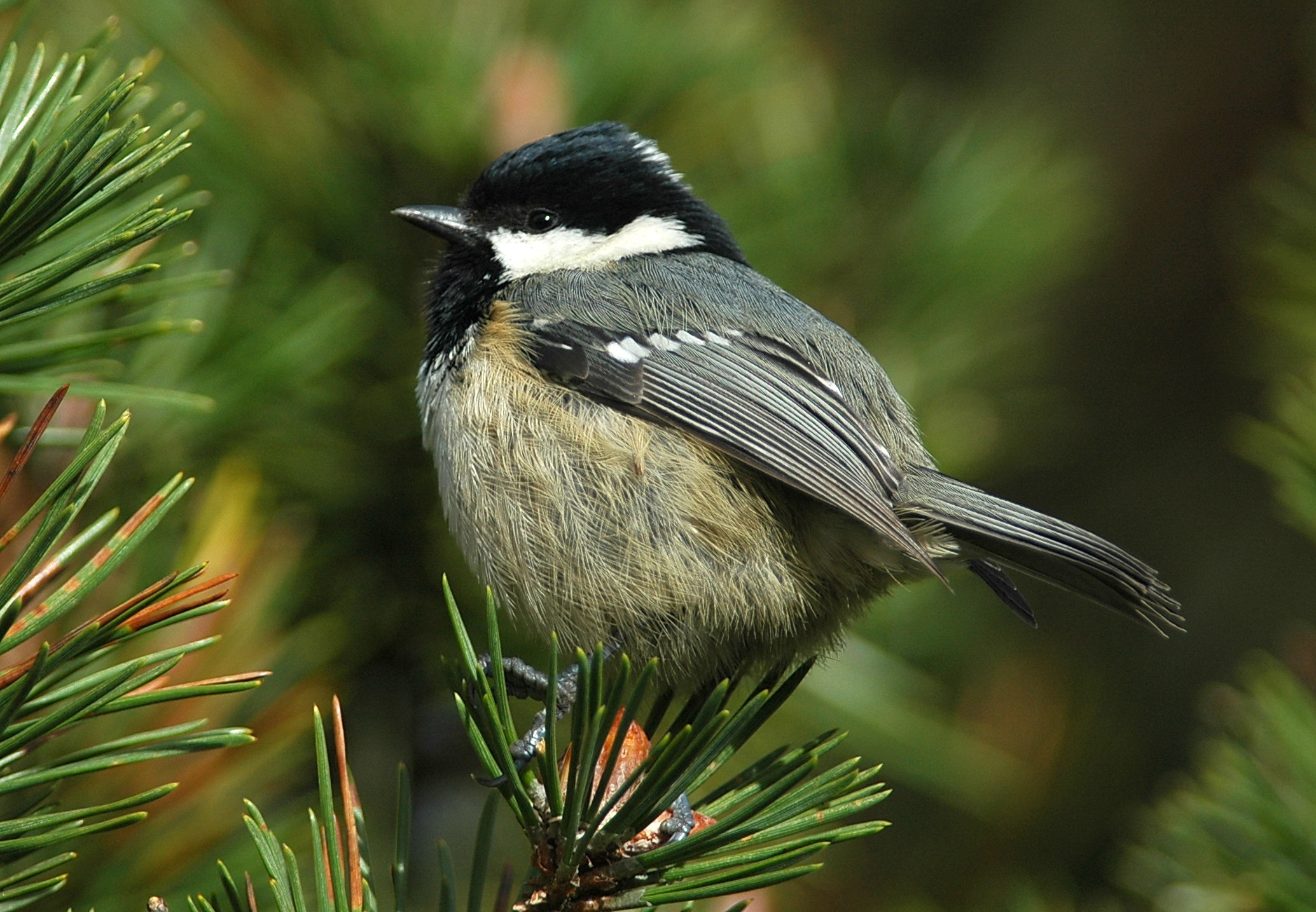 zwarte mees - coal tit