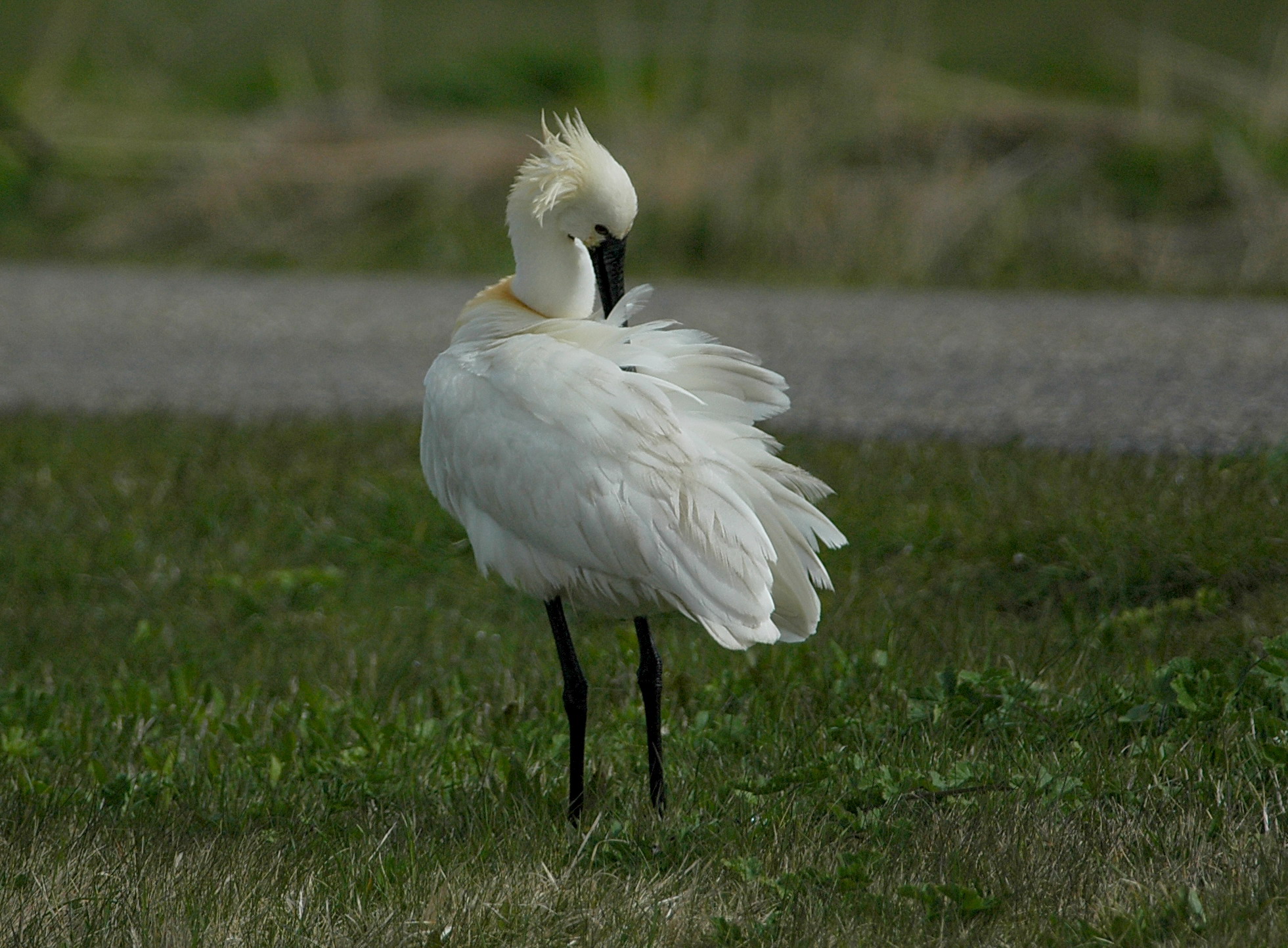lepelaar - Eurasian spoonbill