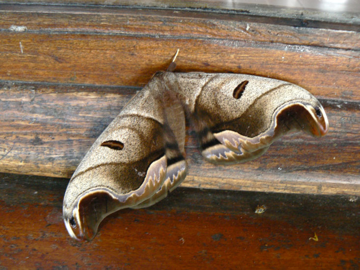 Big moth