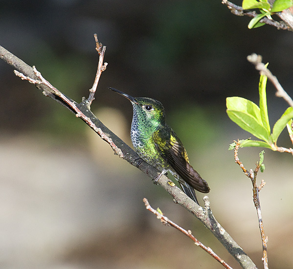 Versicolor Hummingbird