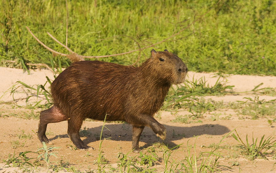 Capybara