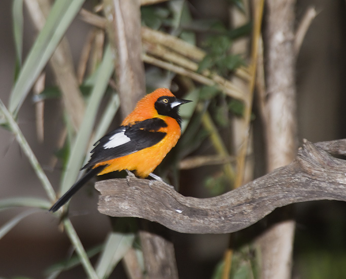 Orange-backed Troupial