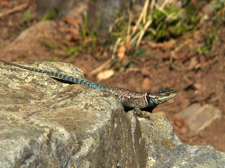 Eastern Collared Lizard