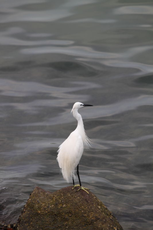 This Egret begins her life this morning.