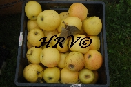 Cider Apples-PHO-DSC_0010.JPG