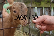 Quimby Farms  Animals-DSC_0046.JPG