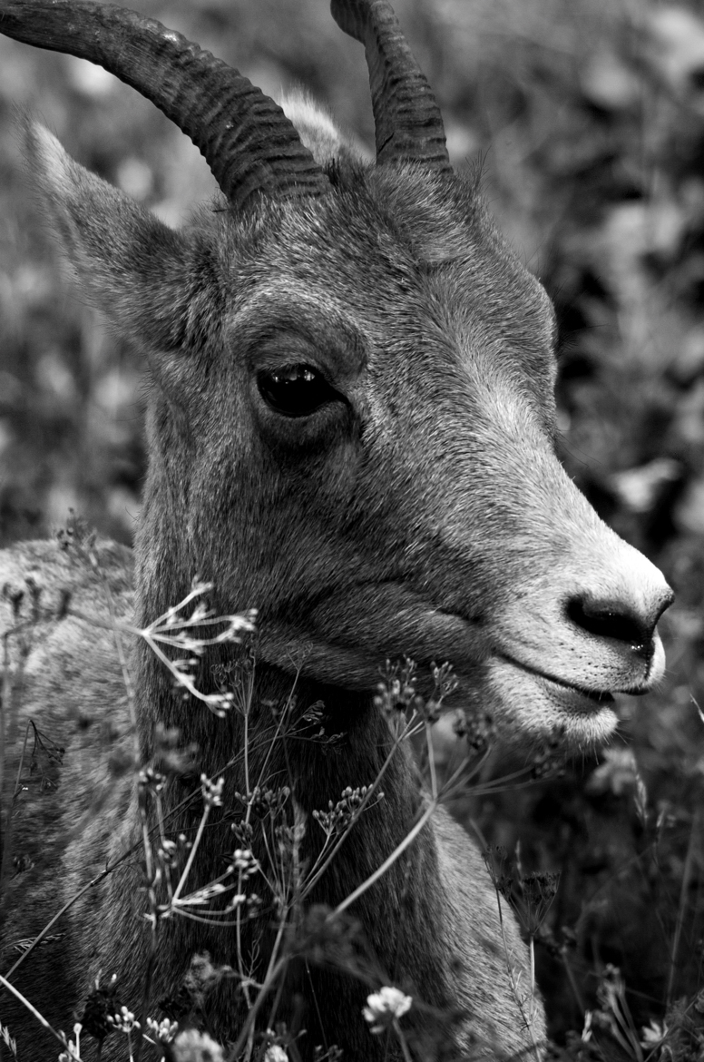 Bighorn Ewe
