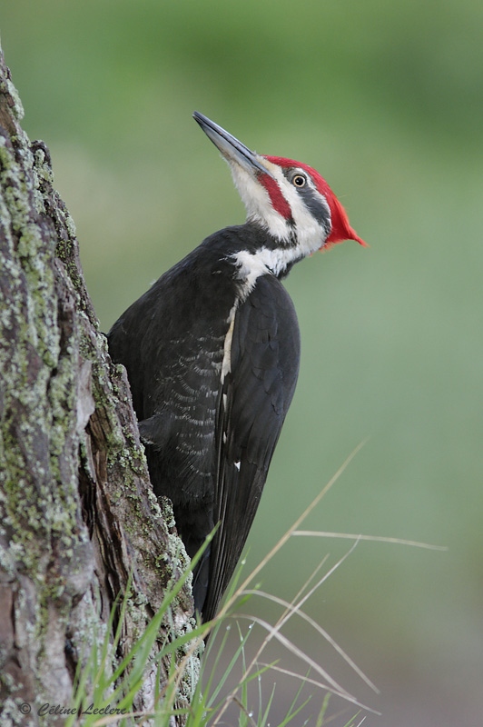 Grand Pic - Pileated Woodpecker