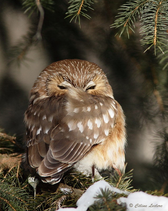 Petite Nyctale_1556 - Northern Saw-whet Owl