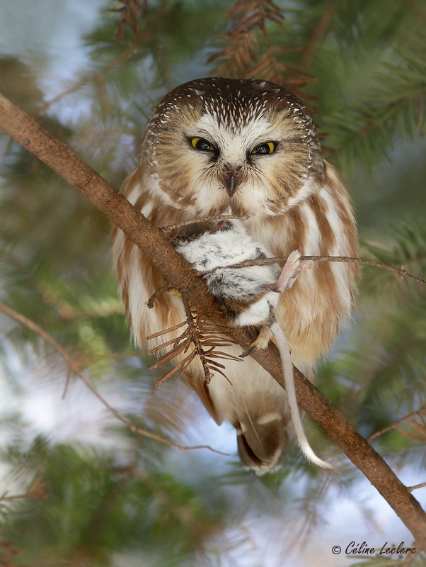 Petite Nyctale_3154 - Northern Saw-whet Owl