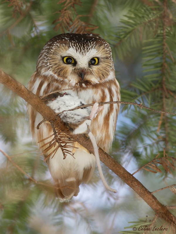 Petite Nyctale_3142 - Northern Saw-whet Owl