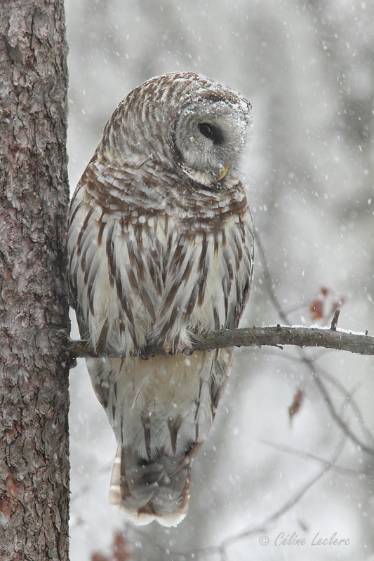 Chouette raye_4421 - Barred Owl