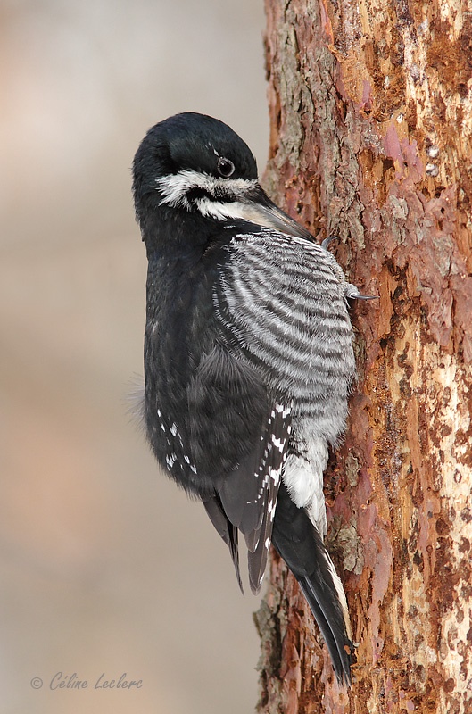Pic  dos noir (f)_5305 - Black-backed Woodpecker
